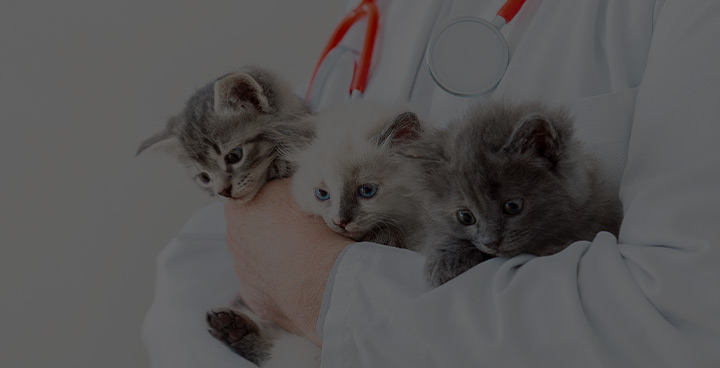 별도의 고양이 진료/입원실 구비