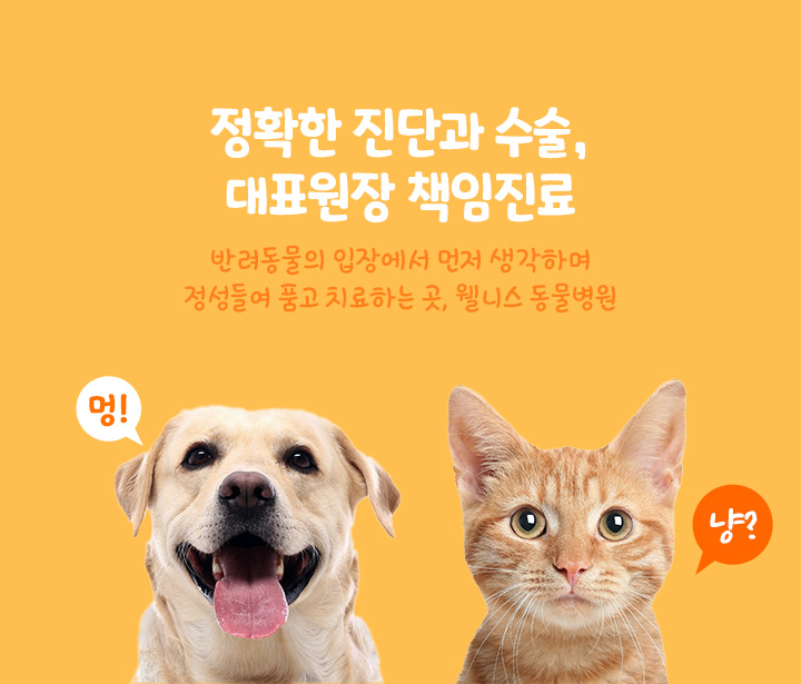 정확한 진단과 수술, 대표원장 책임진료