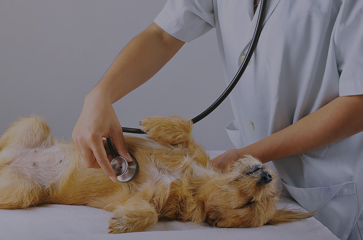 풍부한 임상과 수술경험을 자랑하는, 준비된 수의사가 있는 병원