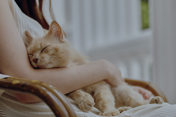 고양이 예방접종