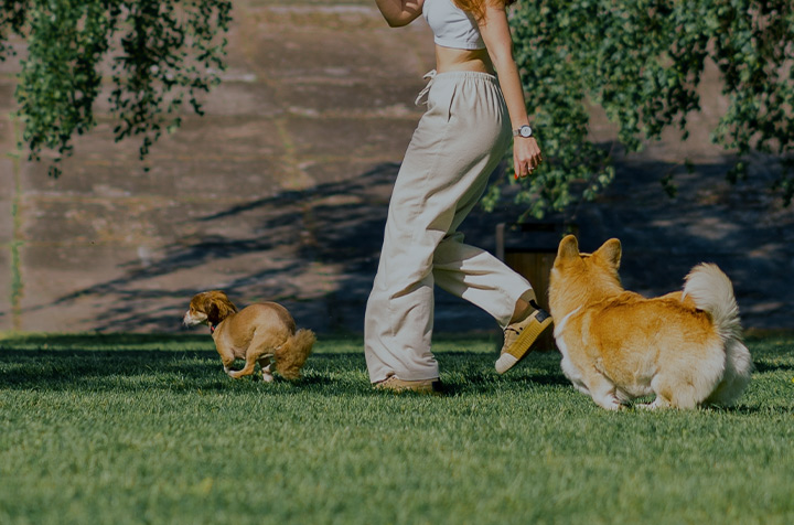 반려둥물 예방접종
