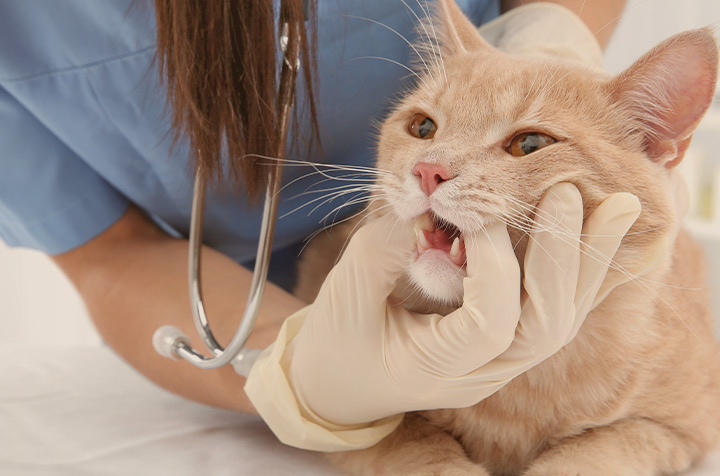 고양이에 대한 전문의 의료지식, 기술이 풍부한 수의사가 있는 병원